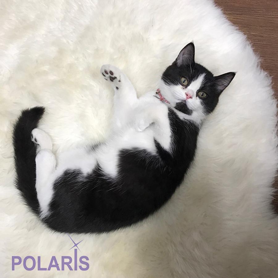Polaris Guesthouse Garosugil Seoul Eksteriør bilde